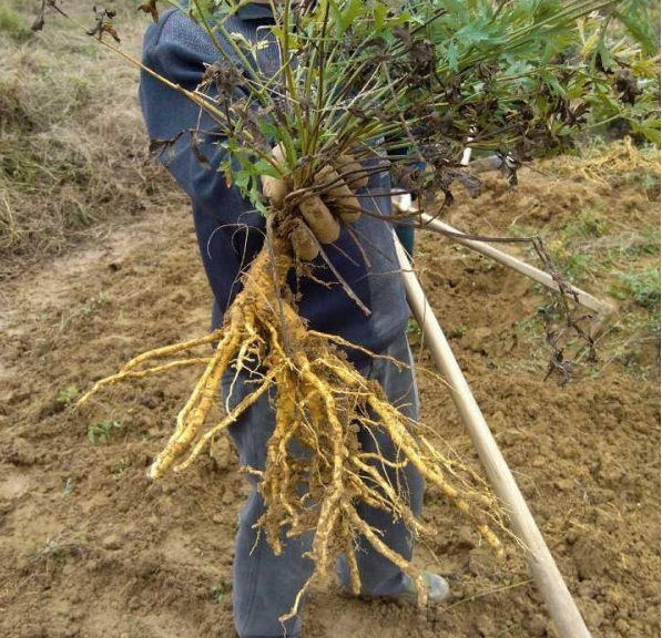 1629817690458954.jpg image.jpg