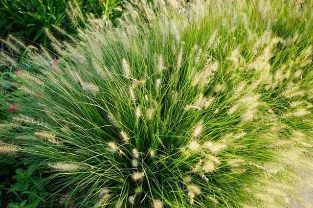 狼尾草的主要危害和防治辦法