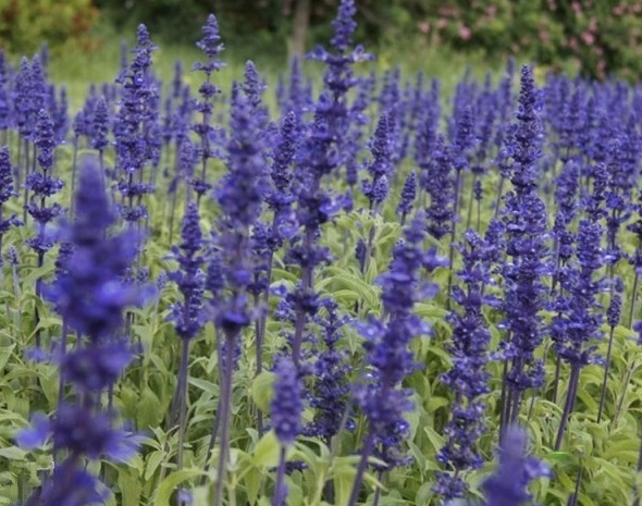 1629873761205850.jpg H`AT0K@16($[CRU1%C(5C_T.jpg