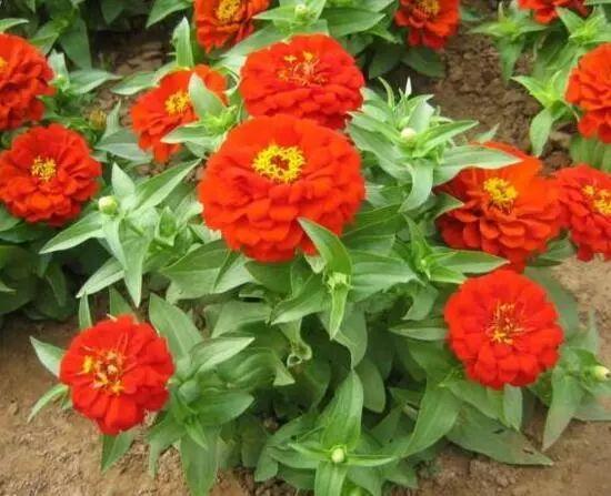 百日草生長期養(yǎng)護要點,百日草一年四季的養(yǎng)護方法