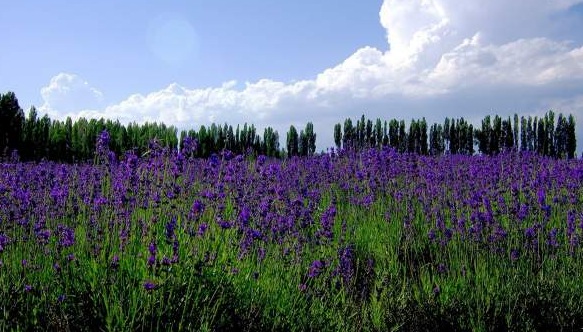 1629877217603463.jpg U$LQ5~A`AY3P(HAHX4R(L(W.jpg