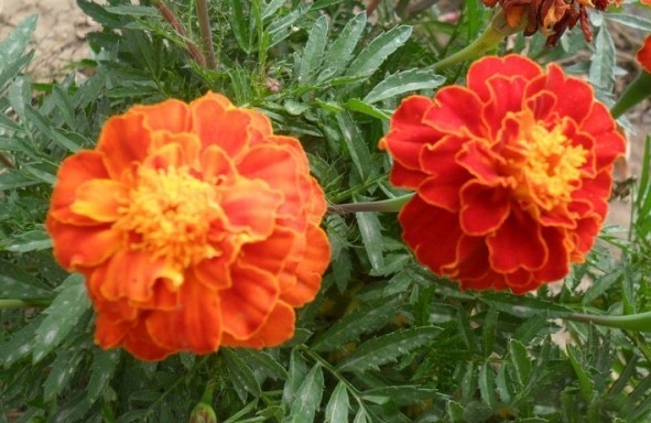 1629877580142485.jpg 16LV[WLX%DTI6M)H_2{[N9C.jpg