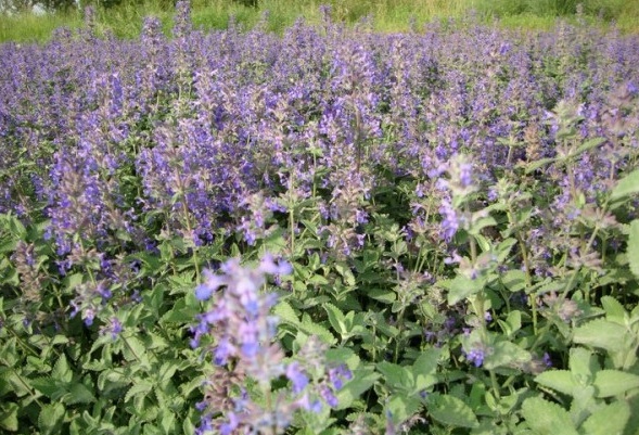 1629879397178971.jpg Y945WU2JZ}U}~C_NPIS9(YA.jpg