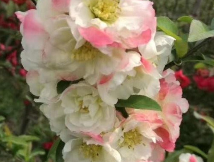 1629880356663622.jpg image.jpg