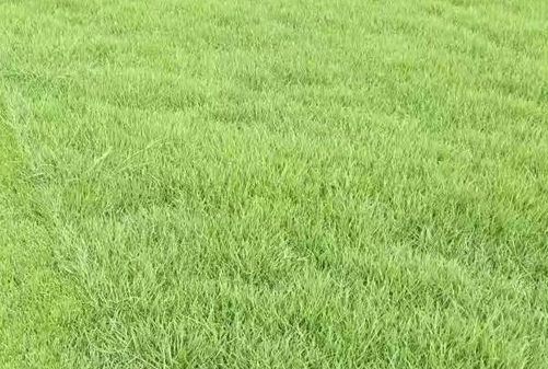 1629880623220822.jpg image.jpg