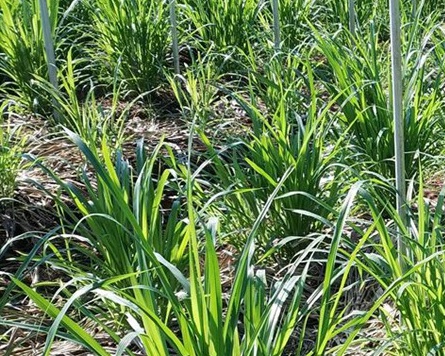 1629881215738200.jpg image.jpg