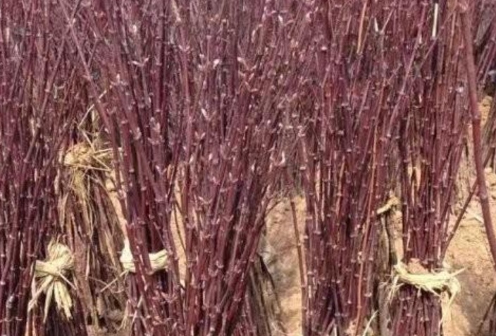 1629881390127950.jpg image.jpg