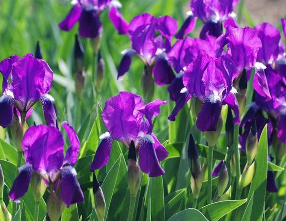 1629881416416219.jpg image.jpg