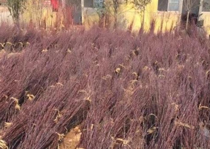 1629881416742856.jpg image.jpg