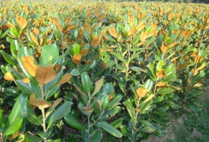 1629881697984273.jpg image.jpg