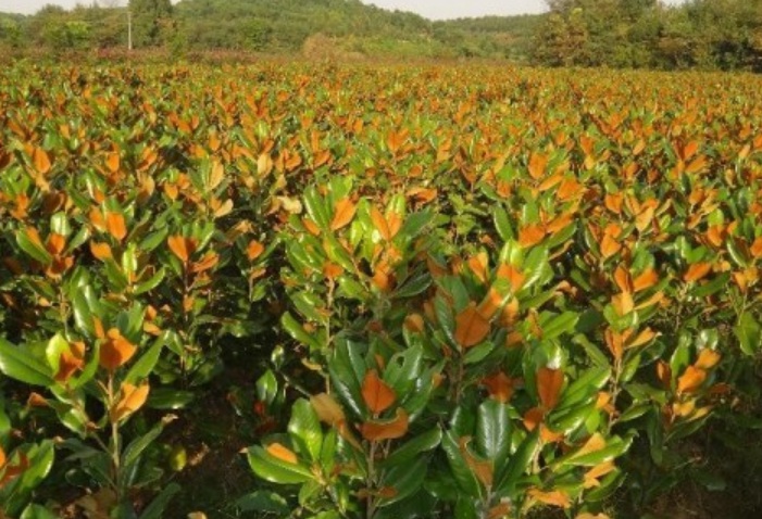 1629881713932549.jpg image.jpg