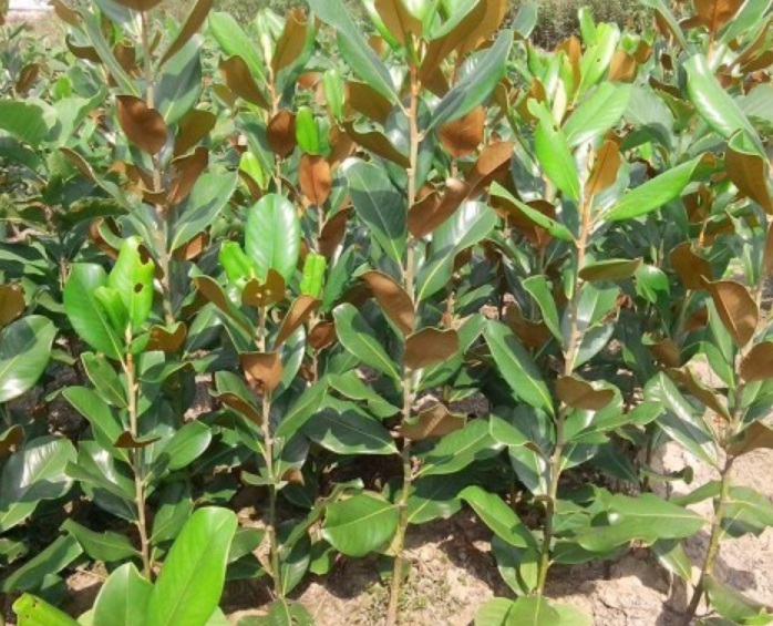 1629881730199031.jpg image.jpg