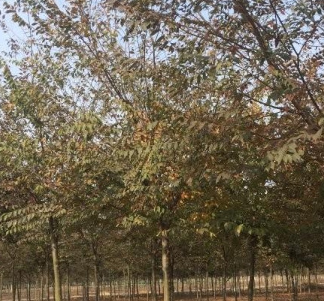 1629881983384872.jpg image.jpg