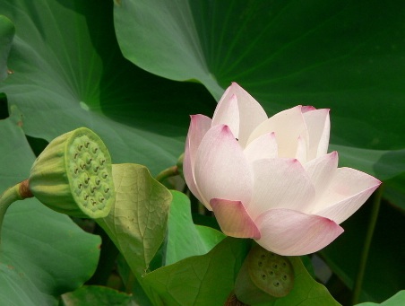 1629882288276733.jpg image.jpg