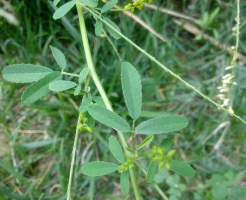 1629882542959427.jpg image.jpg