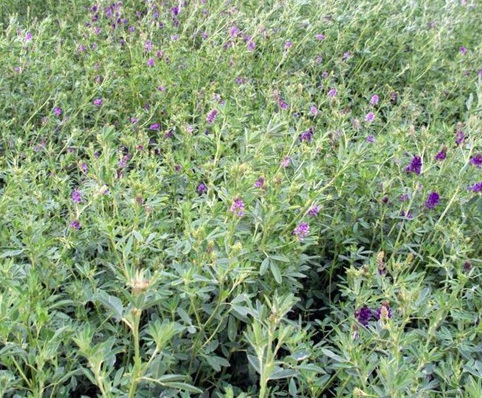 1629882738453871.jpg image.jpg