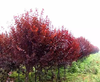 1629894546306548.jpg 1629894546306548.jpg