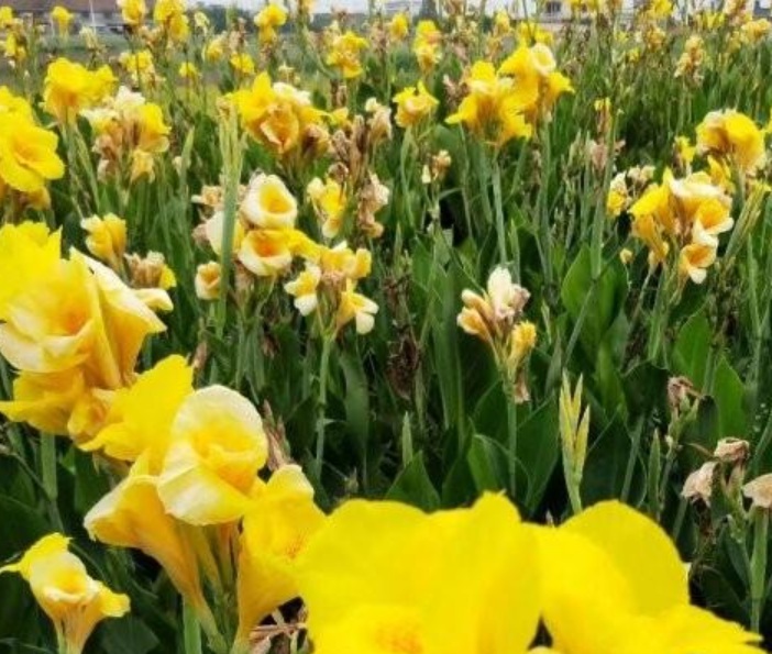 1629898875773174.jpg image.jpg