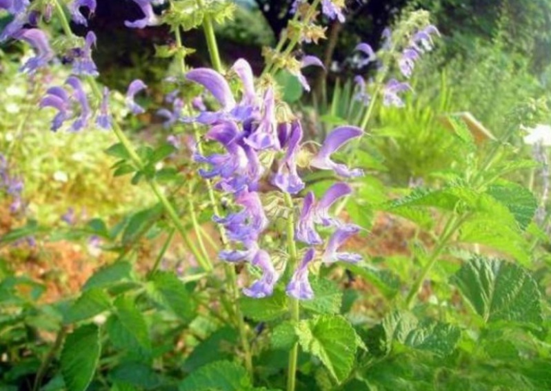 1629900969862444.jpg image.jpg