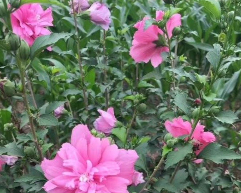 1629901692201961.jpg image.jpg