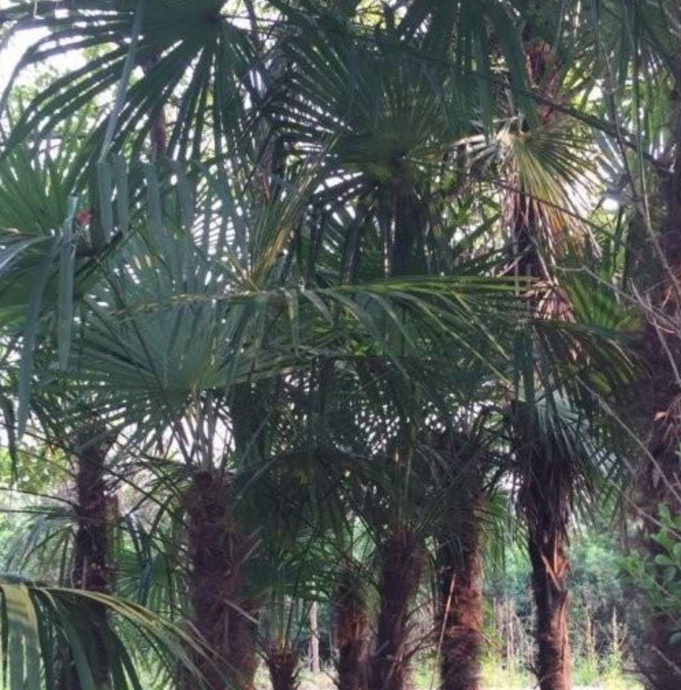 1629902162116585.jpg image.jpg