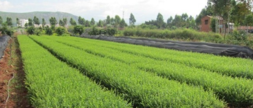 1629902525579056.jpg image.jpg