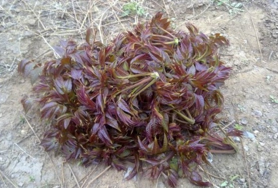 1629948120740473.jpg @_P1BI@8_2QRQH@{E%31H%N.jpg