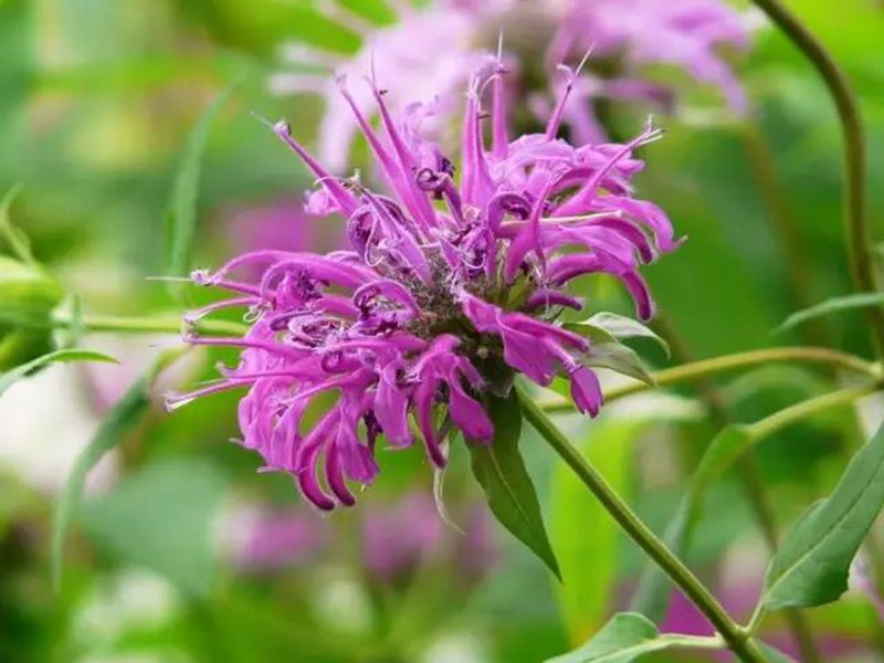 夏日清新香草—薄荷 藥用價值高