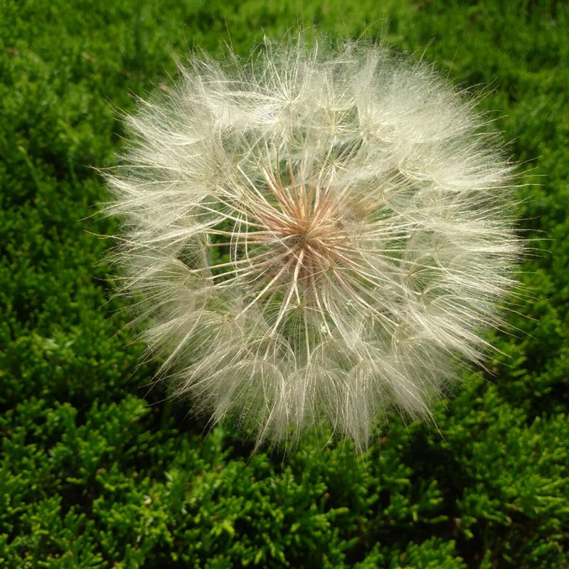 蒲公英五大功效和三大禁忌你知道嗎