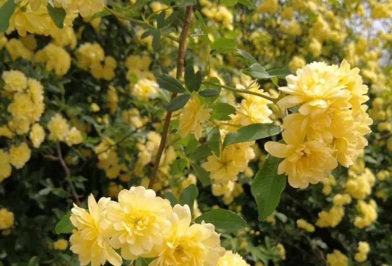 1629962022508180.jpg 萬壽菊2.jpg