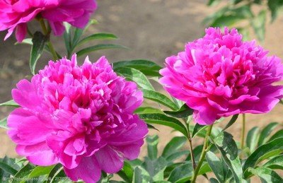 1629978277177168.jpg 1629978277177168.jpg