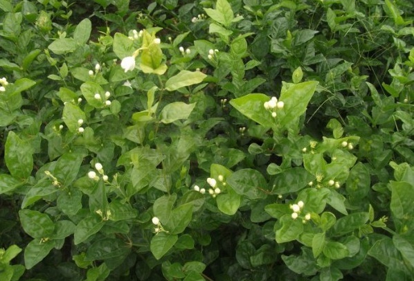 1629991483725857.jpg image.jpg