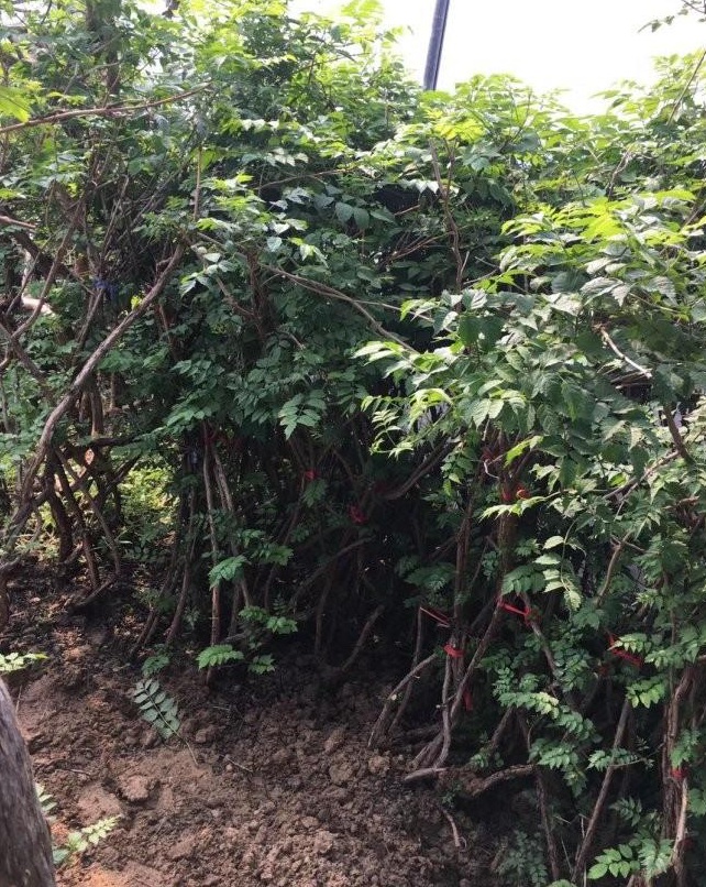 1629992572174171.jpg image.jpg