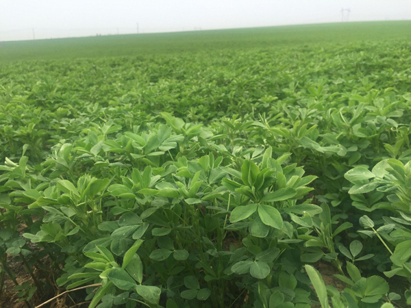 紫花苜蓿圖片 紫花苜蓿圖片