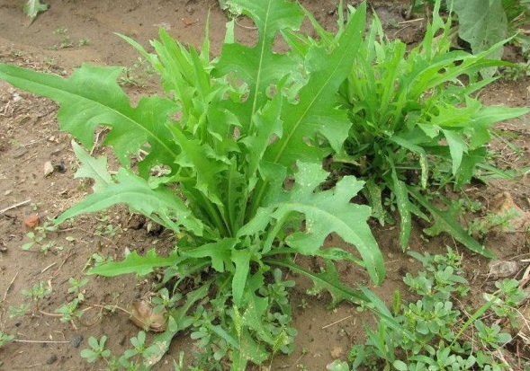 1630027111245788.jpg 1.jpg