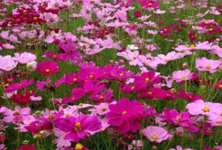 1630049728418239.jpg 波斯菊111111111111111.jpg