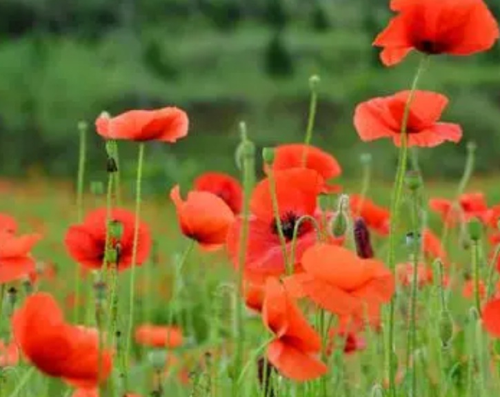 1630049745145280.jpg 虞美人2.jpg