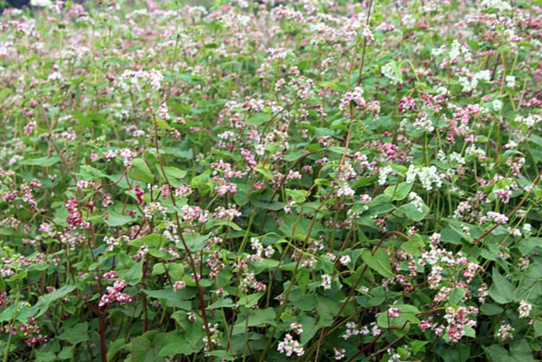 1630050482304501.jpg 蕎麥2.jpg