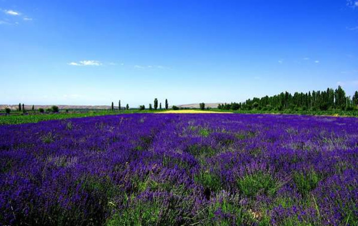 1630052888710408.jpg 薰衣草1_副本.jpg