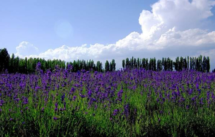 1630052906297653.jpg 薰衣草2_副本.jpg