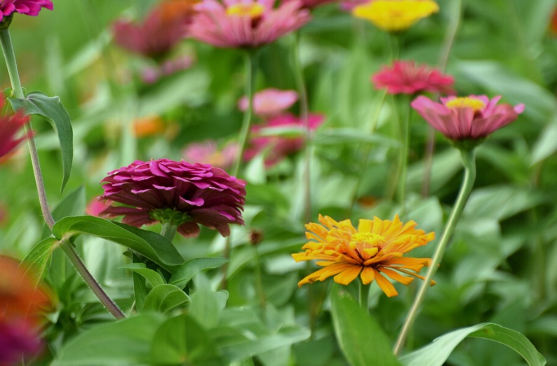 1630052941264436.jpg 百日草.jpg