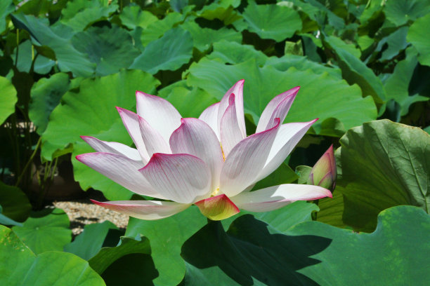 1630056207903285.jpg 309bf316d809e5804ce69352af4b7c8e_t0121ff6c935fed813b.jpg