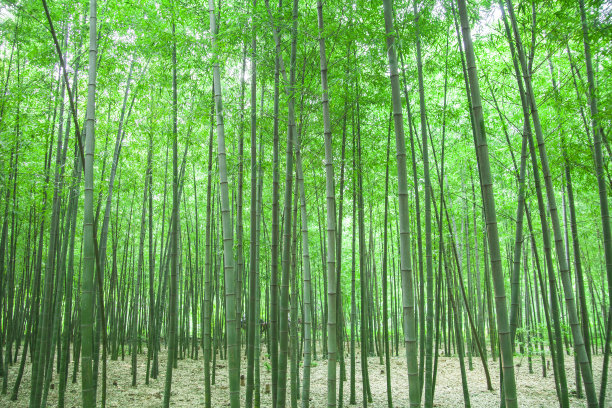 1630056472742951.jpg fe6844c83d6e64c9a84f05f224a4bfa3_t019c1568f9e128c701.jpg