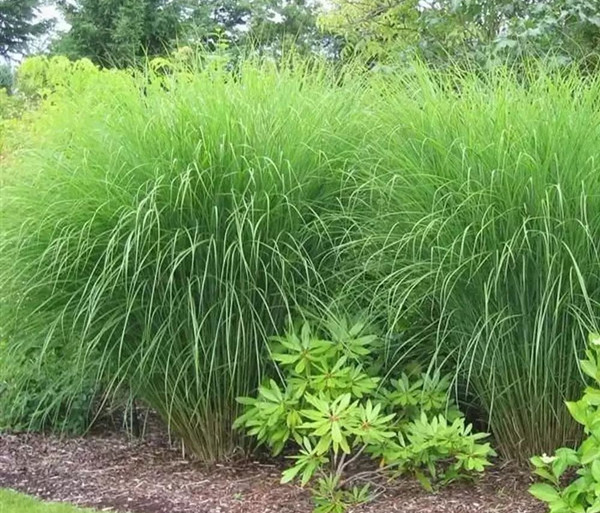 1630056589307466.jpg 細葉芒草2_副本.jpg