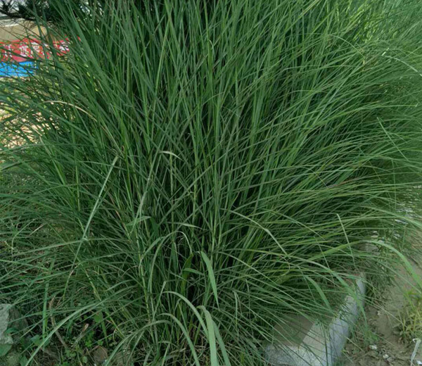 1630056605754347.jpg 細葉芒草3_副本.jpg