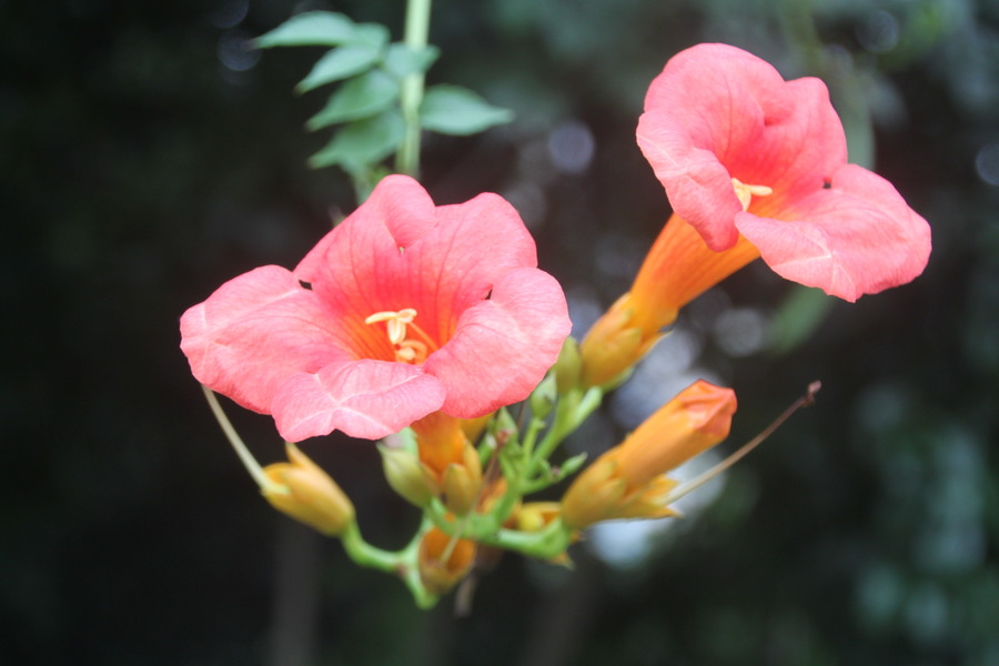 1630056662464509.jpg 1630056662464509.jpg