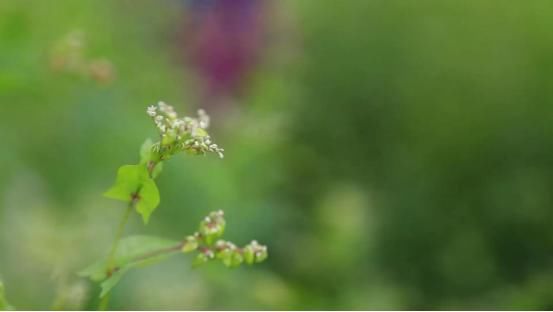 1630059977446196.jpg 1630059977446196.jpg