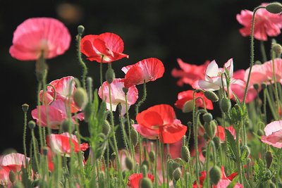 1630061511506198.jpg 1630061511506198.jpg