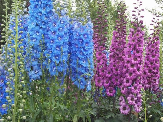 飛燕草的生活習慣和播種方法