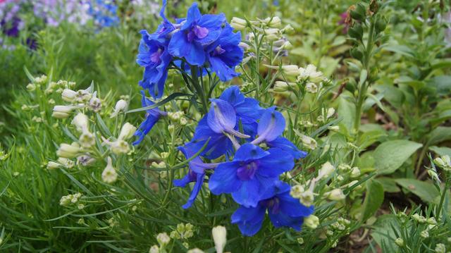 飛燕草的生活習慣和播種方法